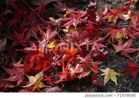 Fallen leaves of maple at the end of autumn in the park 71979080