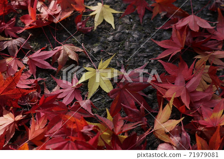 Fallen leaves of maple at the end of autumn in the park 71979081