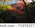 Mountain foliage　 71979257