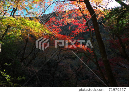 Mountain foliage　 71979257