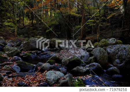 Kikuchi Valley in autumn 71979258
