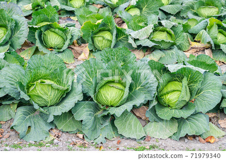 Cabbage of the field Cabbage of the field 71979340