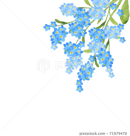 Forget-me-not watercolor illustration 71979478