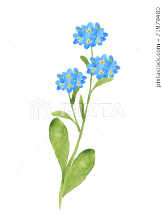 Forget-me-not watercolor illustration 71979480