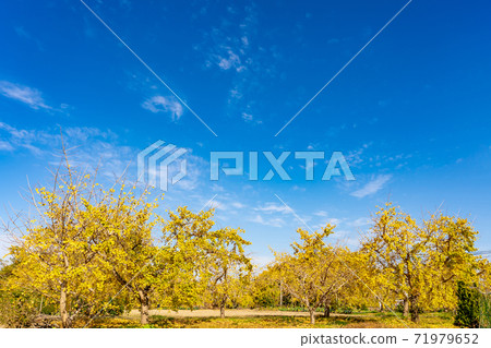 愛知縣相武町的金色銀杏田 愛知縣相武町的金色銀杏田 71979652