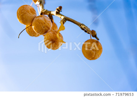 愛知縣相武町豐盛的銀杏樹 愛知縣相武町豐盛的銀杏樹 71979653