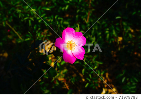 Olympic Park, Bangi-dong, Songpa-gu, Seoul, Korea 71979788