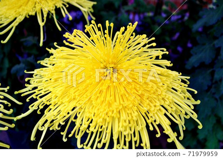 Chrysanthemum flower, large flower, autumn, beautifully blooming, like fireworks 71979959