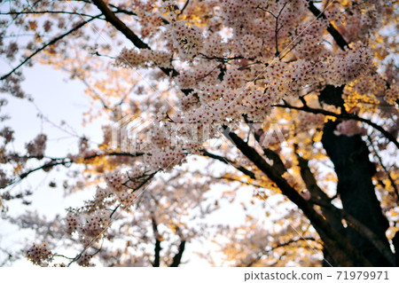 夕陽下的公園裡的櫻花 71979971