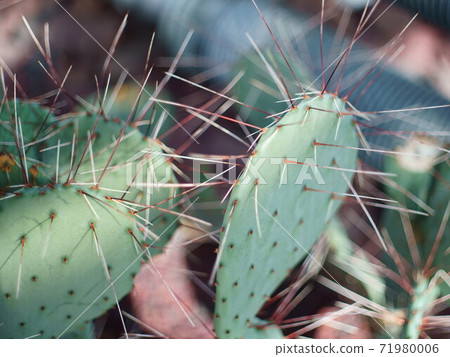 Cactus 71980006