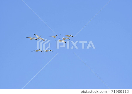 A flock of snow geese flying in the sky Richmond British Columbia Canada 71980113
