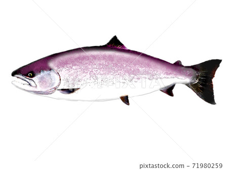 Cherry salmon 71980259