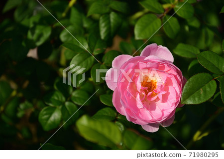[Autumn roses] Scepter aisle 71980295