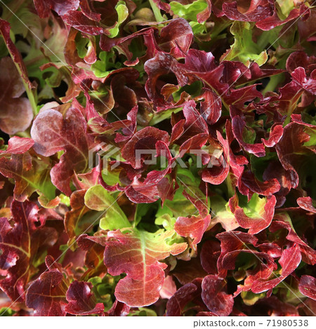 organic vegetable as food background 71980538