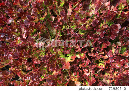 organic vegetable as food background 71980540