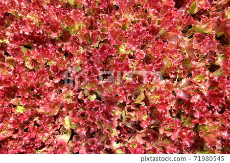 organic vegetable as food background 71980545