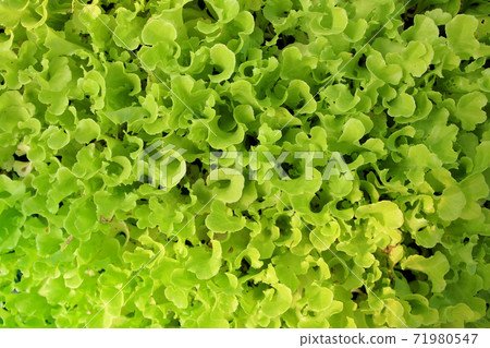 organic vegetable as food background 71980547