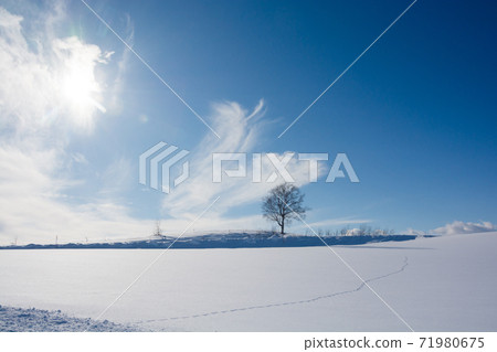 Footprints on snow and winter grove on a sunny day in winter Footprints on snow and winter grove on a sunny day in winter 71980675