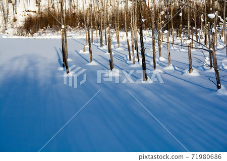 冰雪覆蓋的冬天藍色池塘美瑛町 冰雪覆蓋的冬天藍色池塘美瑛町 71980686