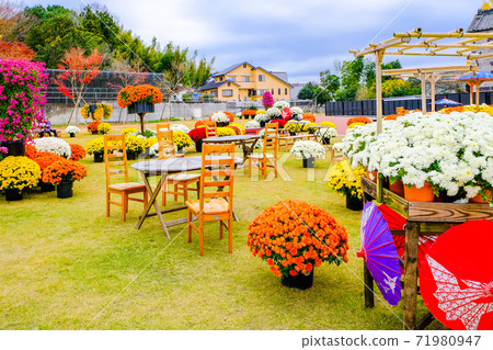 菊花節花園1 71980947