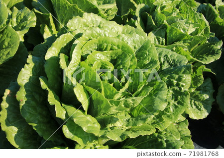 Harvest romaine lettuce 71981768