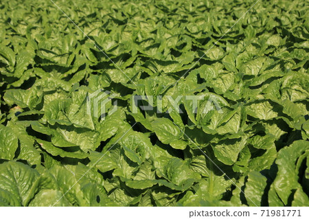 Harvest romaine lettuce 71981771