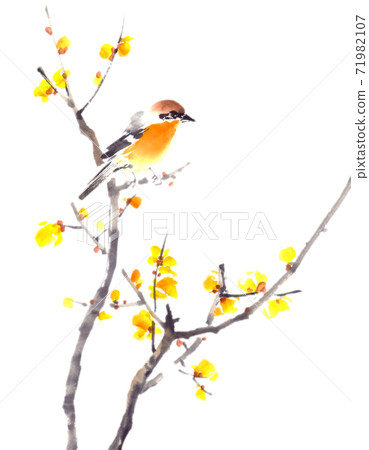 蠟梅上百舌 71982107