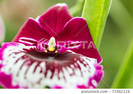 Miltonia 71982128
