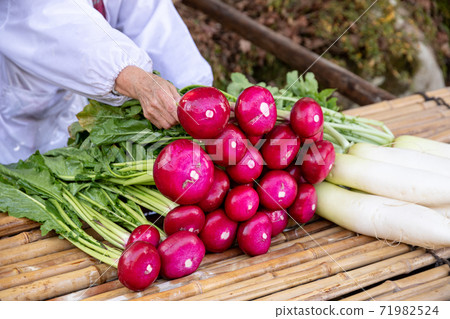 Washing red turnips from Hida 71982524