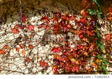 Beautiful autumn leaves of ivy crawling on the wall 71982953