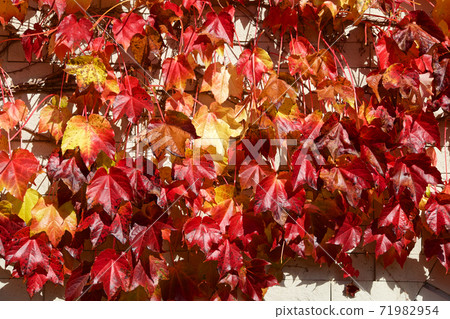 Beautiful autumn leaves of ivy crawling on the wall Beautiful autumn leaves of ivy crawling on the wall 71982954
