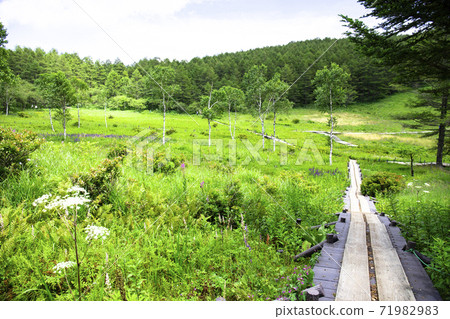 初中的Irikasa沼澤和花田 71982983