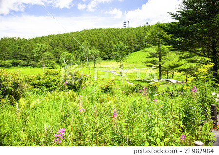 初中的Irikasa沼澤和花田 71982984