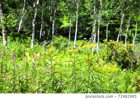 初中的Irikasa沼澤和花田 71982985