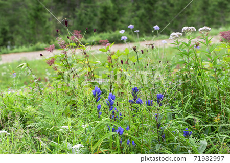 初夏的飯山山花園 71982997