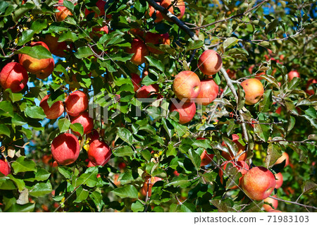 Nagano Prefecture Orchard Apples (Sanfuji) Nagano Prefecture Orchard Apples (Sanfuji) 71983103