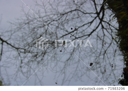 Girl spider 71983206