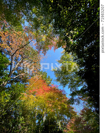 Autumn leaves and blue sky Autumn leaves and blue sky 71983207