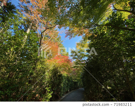 Autumn leaves and blue sky Autumn leaves and blue sky 71983211