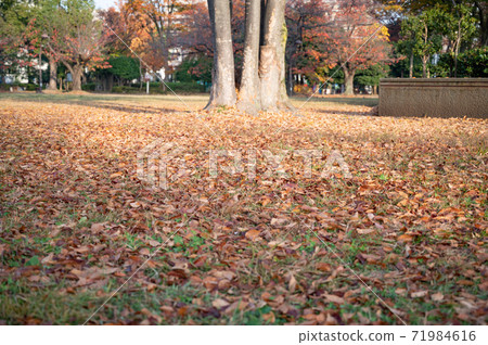 深秋在公園裡落葉 71984616