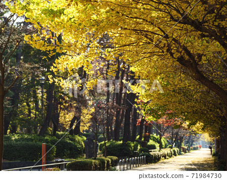 Autumn leaves of ginkgo in Honmoku Municipal Park near Sankeien Garden, Yokohama City, Kanagawa Prefecture Autumn leaves of ginkgo in Honmoku Municipal Park near Sankeien Garden, Yokohama City, Kanagawa Prefecture 71984730