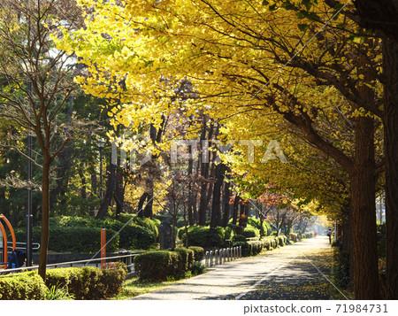 Autumn leaves of ginkgo in Honmoku Municipal Park near Sankeien Garden, Yokohama City, Kanagawa Prefecture Autumn leaves of ginkgo in Honmoku Municipal Park near Sankeien Garden, Yokohama City, Kanagawa Prefecture 71984731