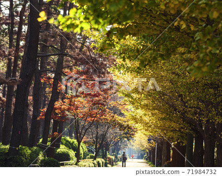 Autumn leaves of ginkgo in Honmoku Municipal Park near Sankeien Garden, Yokohama City, Kanagawa Prefecture Autumn leaves of ginkgo in Honmoku Municipal Park near Sankeien Garden, Yokohama City, Kanagawa Prefecture 71984732