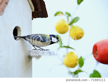 Great tit playing in the garden 71985111