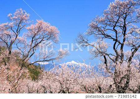 Apricot in the forest 71985142