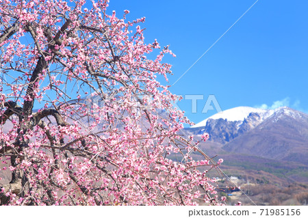 梅花和淺間山 梅花和淺間山 71985156
