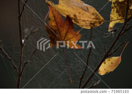 Spiders and spider webs and dead leaves 71985183