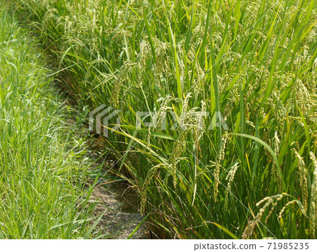 水稻種植9/17張 71985235