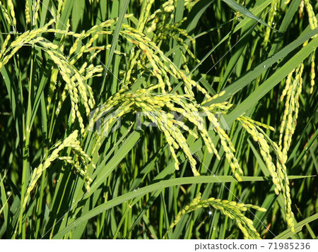 Rice cultivation 10/17 sheets growing 71985236