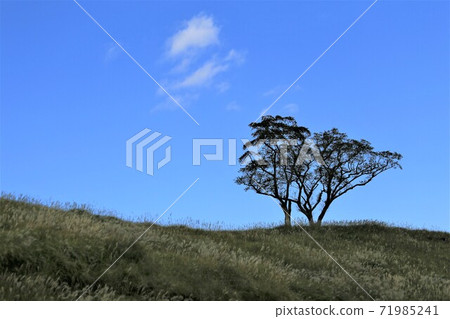 Hosono Kogen + one tree + clouds Hosono Kogen + one tree + clouds 71985241